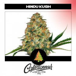 Graines de collection féminisées Hindu Kush - Sensi Seeds