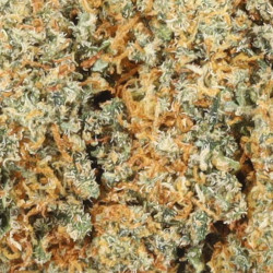 Cookies Cream Indoor - StreetShop Lab : La Pépite CBD Gourmande et Apaisante