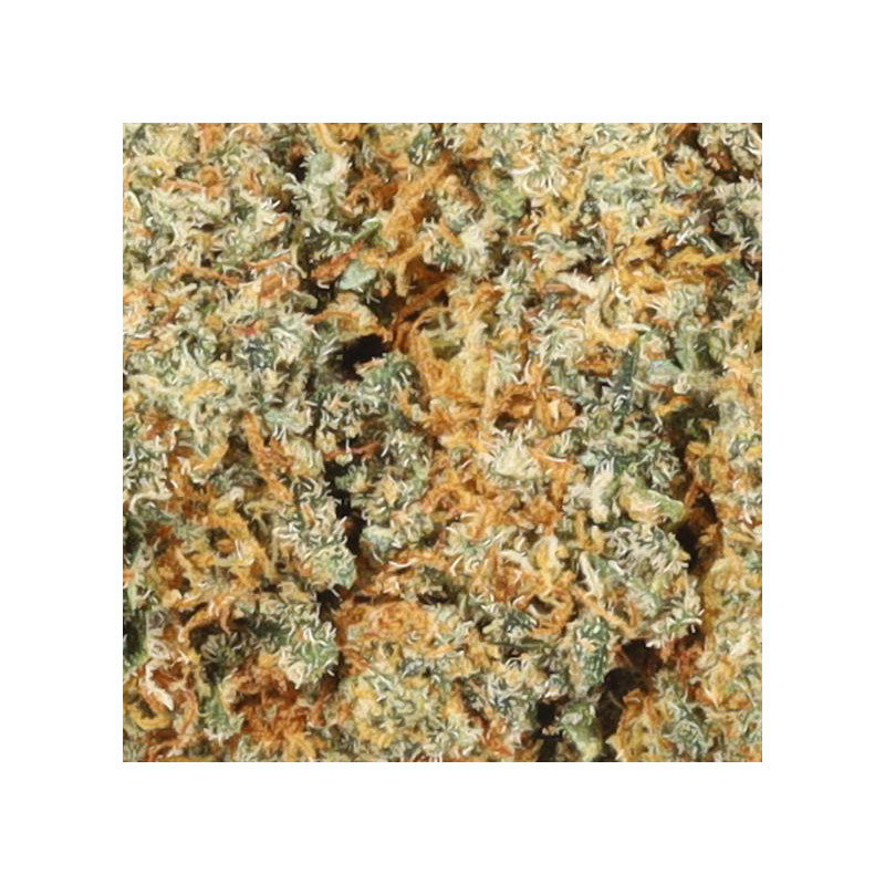 Cookies Cream Indoor - StreetShop Lab : La Pépite CBD Gourmande et Apaisante